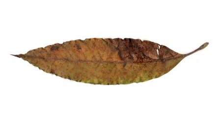 dry leaf isolated on white background	
