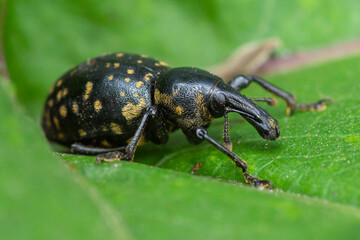 Liparus glabrirostris