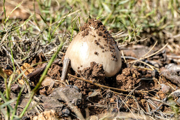 Mushroom closeup among dry leaves and twigs on a blurred background