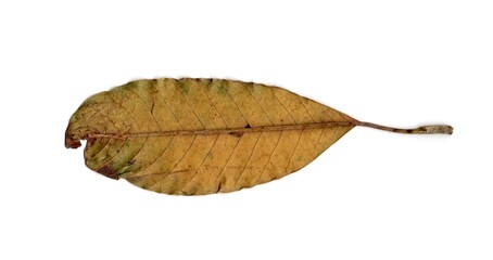dry leaf isolated on white background	
