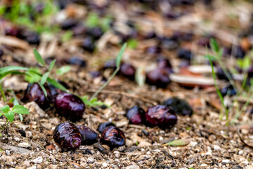 Ripe purple fruits of an olive tree on the ground closeup on a blurred background. Selective focus