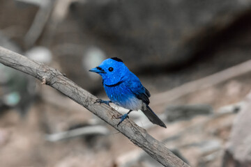 beautiful bird in Thailand, Black-naped Monarch