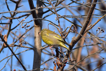 european greenfinch in a winter