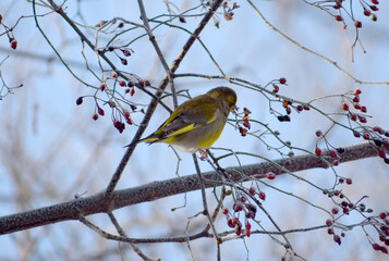 Fototapeta premium european greenfinch in a winter