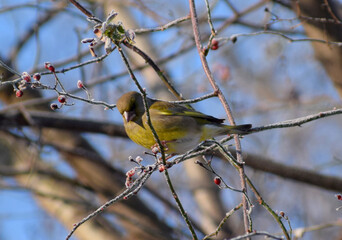 european greenfinch in a winter