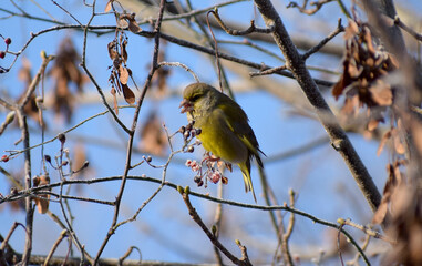 european greenfinch in a winter