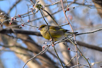 european greenfinch in a winter