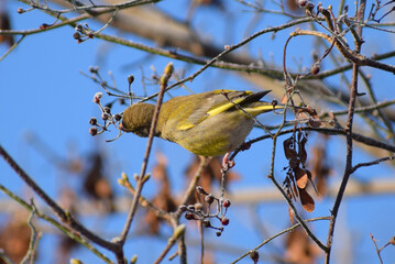 european greenfinch in a winter