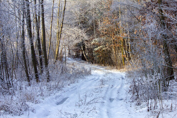 Zimowy las. Drzewa pokryte śniegiem i szronem. 