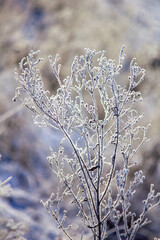Zimowa łąka. Rośliny pokryte szronem i śniegiem. Zimowy krajobraz - obrazy, fototapety, plakaty