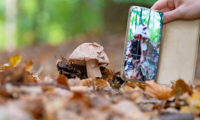 weibliche Hand mit Smartphone fotografiert einen Pilz im Wald
