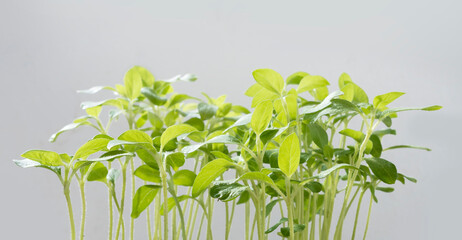 Fototapeta na wymiar Seedlings of Asian vegetable gardens 
