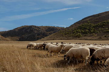 flock of churra sheep in segovia spain