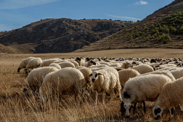 flock of merino sheep in segovia spain