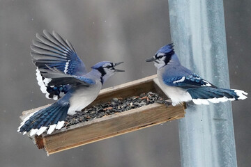 Blue Jays fighting over food at tray feeder on winter afternoon
