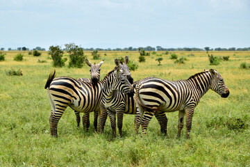 Fototapeta na wymiar zebras in the Serengeti gazing