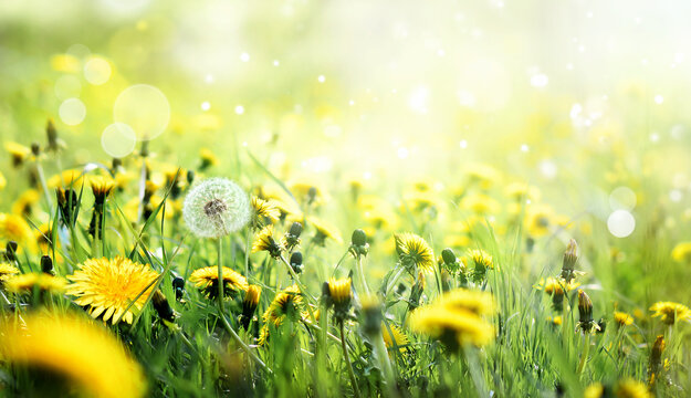 A field of yellow dandelions in a meadow with sunlight
