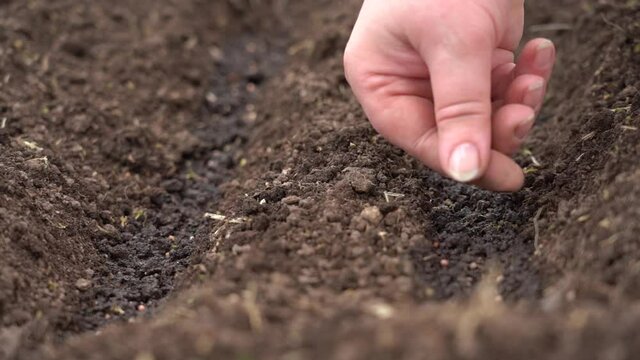 The hand puts the seed in the soil. Vegetable planting season