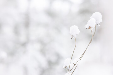 Dry grass with snow in winter. Natural white background. Dry white snowy reed. Pastel neutral colors. Copy space