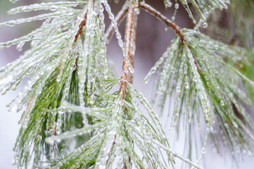 frost on needles