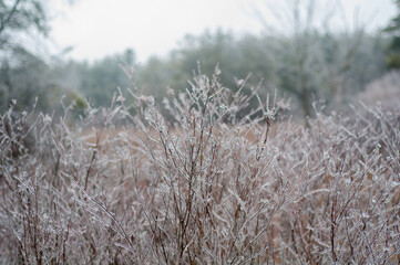 ice covered plants