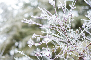 frost on branches