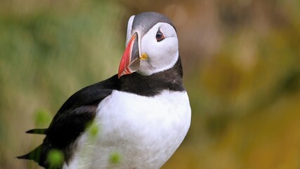 Naklejka premium Puffins are waterfowl of the alcove family. Sea parrot.