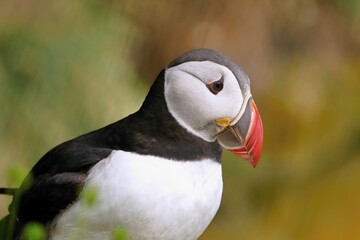 Puffins are waterfowl of the alcove family. Sea parrot.