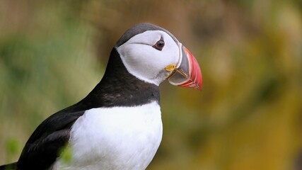 Puffins are waterfowl of the alcove family. Sea parrot.