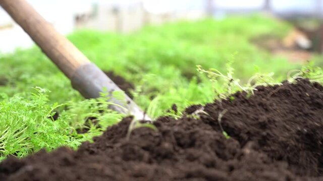 Cultivate the soil with a shovel. Vegetable planting season.