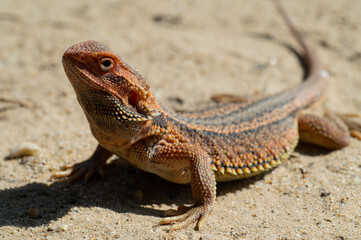 bearded dragon on ground with blur background