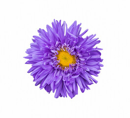 Aster flower isolated on white