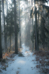 ścieżka leśna zimą © siwyk