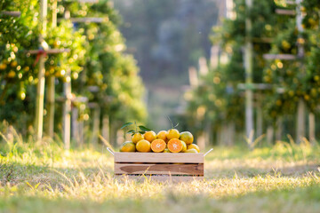 Ripe oranges in wooden crates, citrus fruits