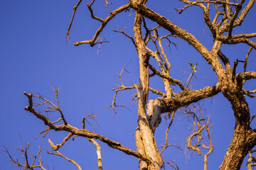 Dry branch of dead tree with cracked dark bark