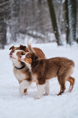 Aussie puppies run through snow with their brown dog mom and smile. Shepherd kennel on walk. Two brothers of Australian Shepherd puppy red Merle and tricolor are having fun in winter park.