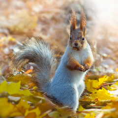 Naklejka na ściany i meble squirrel among yellow autumn leafs in public park is eating walnut kernel.
