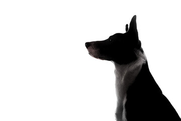 silhouette portrait of a dog