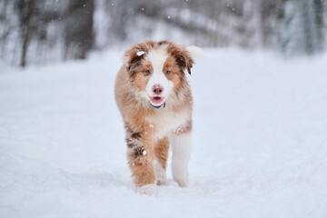 Cheerful and active energetic young dog. Australian Shepherd puppy red Merle walks forward through snow in winter park. Walk with aussie puppy in fresh air outside.