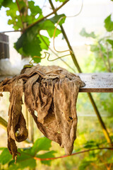 Old cloth in green house
