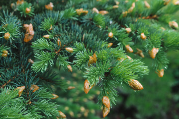 branches of a pine