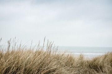 Grass on the beach