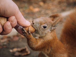 Ein hungriges Eichhörnchen nimmt mit ihren Vorderpfoten eine Walnuss aus einer menschlichen Hand.