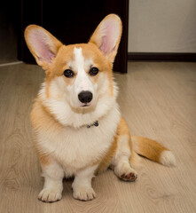 corgi sitting on the floor