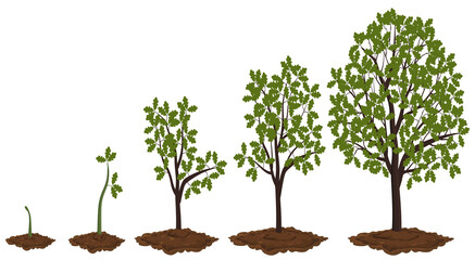 Five stages of growing oak.