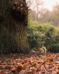 Squirrel in the woods
