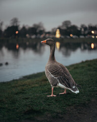 Goose