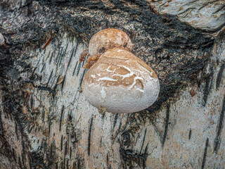 Nahaufnahme von einen kleiner Birken-Porling (Fomitopsis betulina) der auf einen auf dem Waldboden liegenden Birke wächst. © goldi59