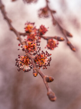 Blüten der Bergulme an einen kleinen Zweig im zeitigen Frühjahr fotografiert.