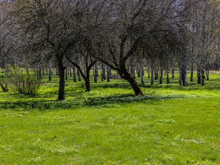 Fototapeta premium Apple trees and birches in the spring
